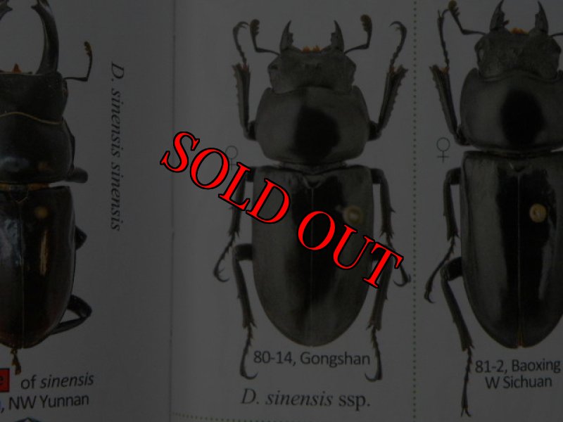出典:stag beetles of chinaII