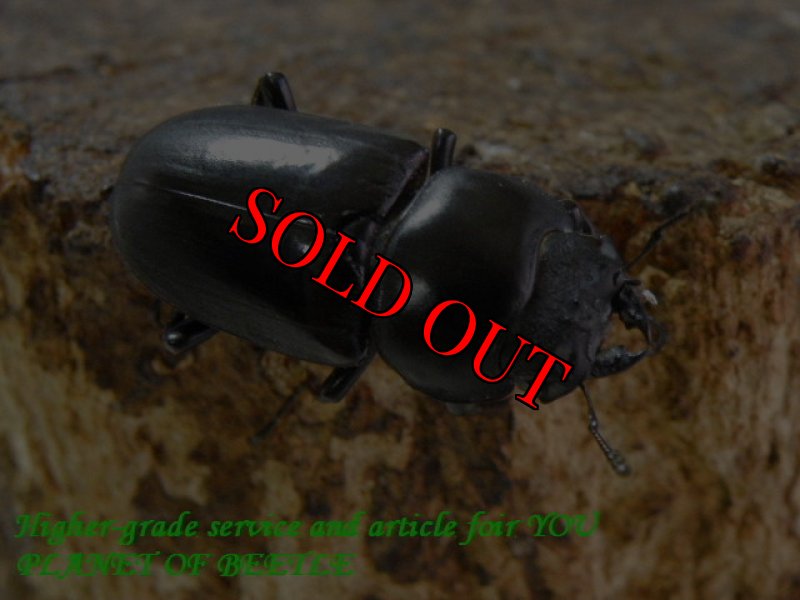 お届けする♀実物です。