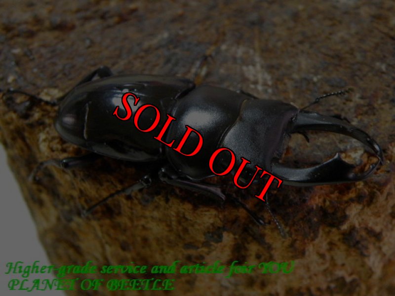 お届けする♂実物です。