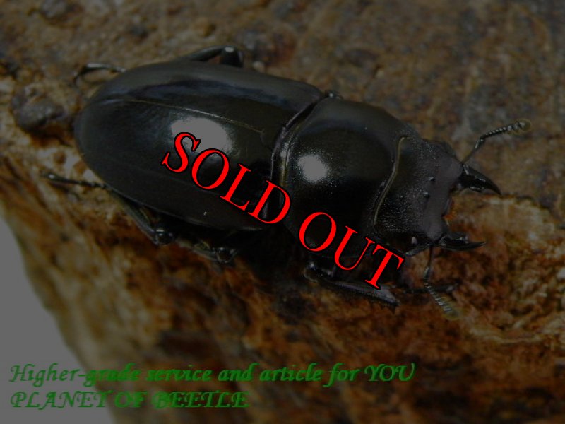 お届けする♀実物です。