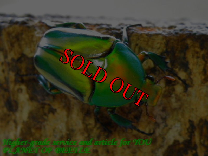 お届けする♀実物です。