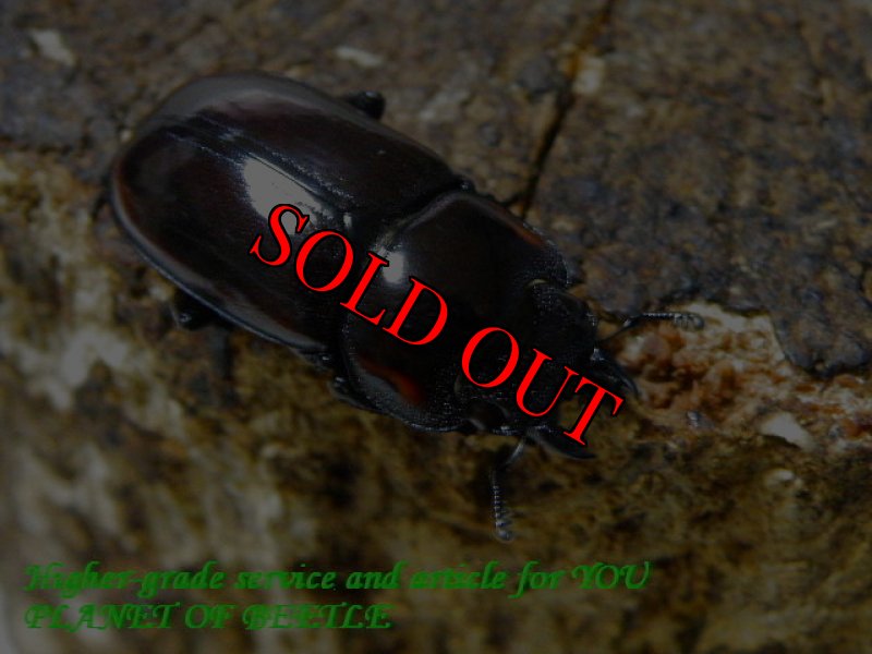 お届けする♀実物です。