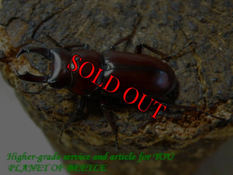 お届けする♂実物です。