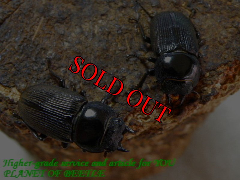 お届けする♀2頭実物です。