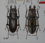 出典：stag beetles of chinaII