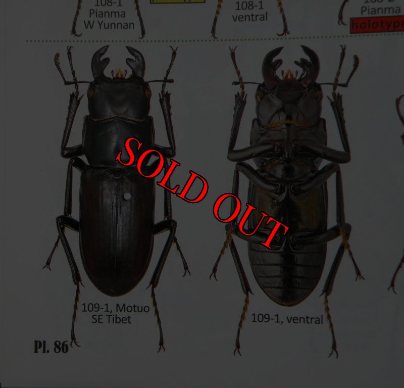 出典:stag beetles of chinaII