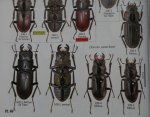 出典：stag beetles of china II 