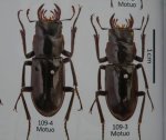 出典：stag beetles of chinaII