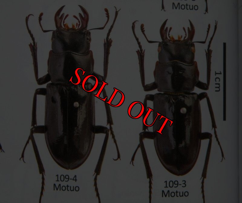 出典:stag beetles of chinaII