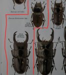 出典：stag beetles of chinaII