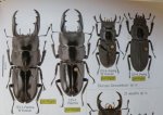 出典：stag beetles of chinaII