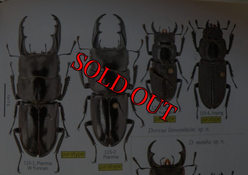 出典:stag beetles of chinaII