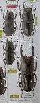 出典：stag beetles of china II 