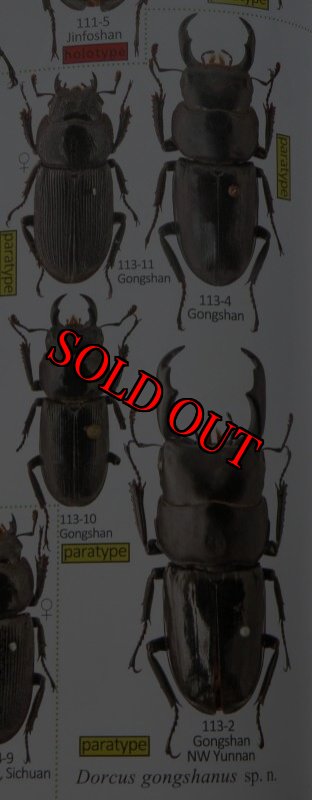出典:stag beetles of china II