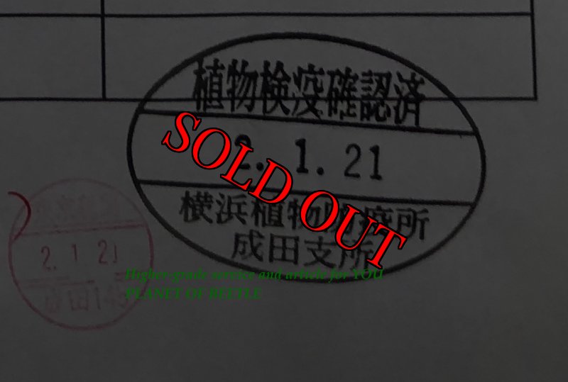 画像4: 1/21南西Nyassosso産！天然ミイロツノカナブン完品ペア (4)