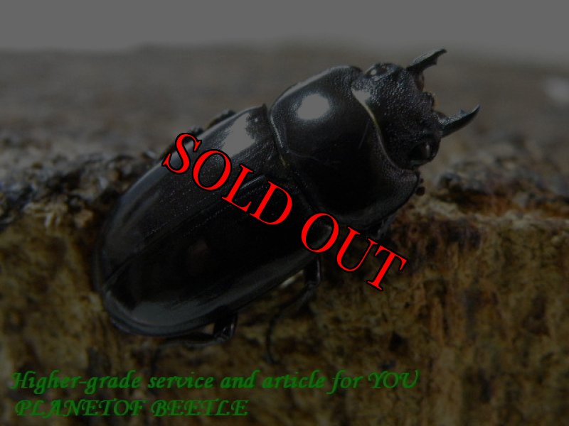 お届けする♀実物です。