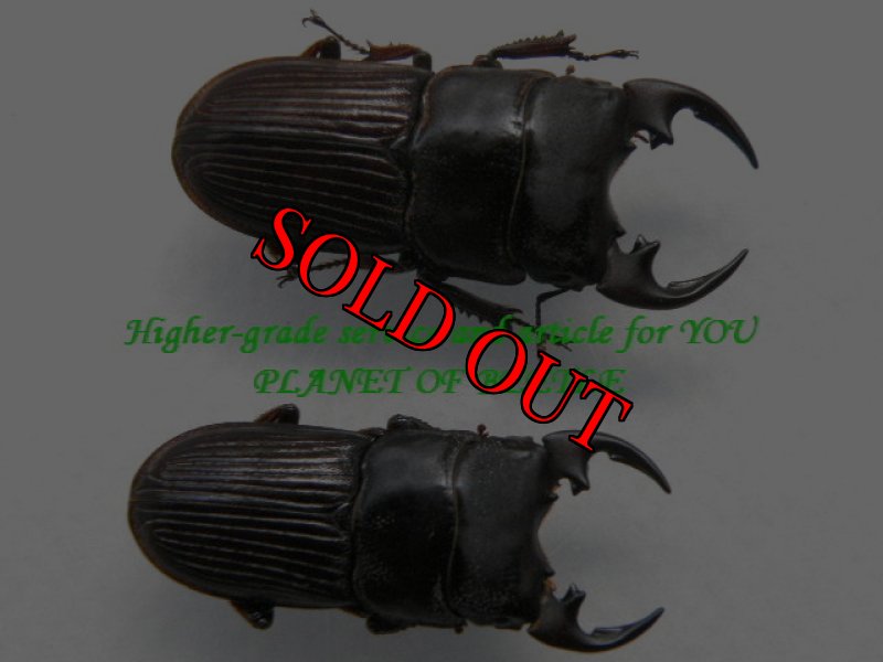 ♂30mm（下）と34mm（上）の比較画像