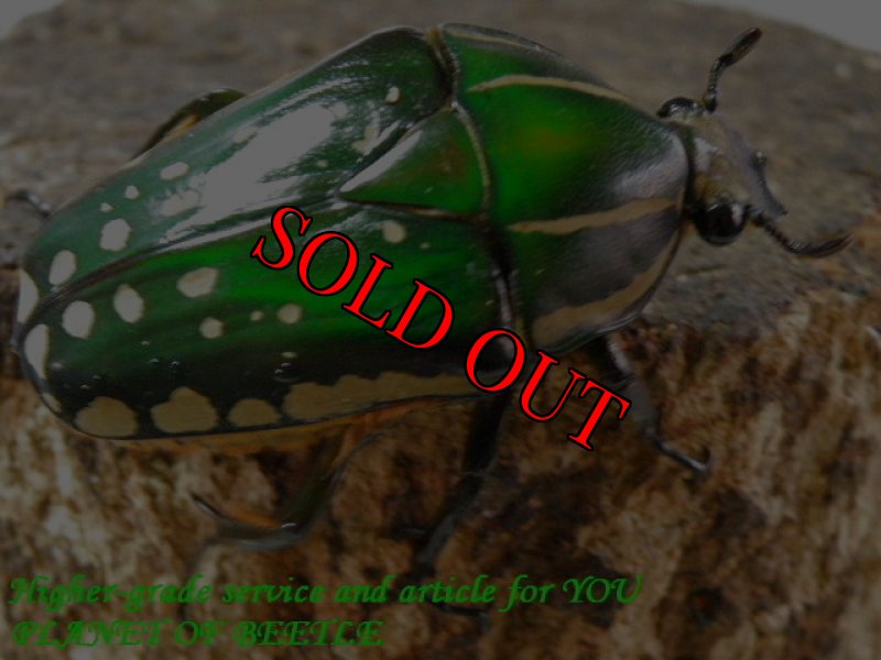 お届けする♀実物です。