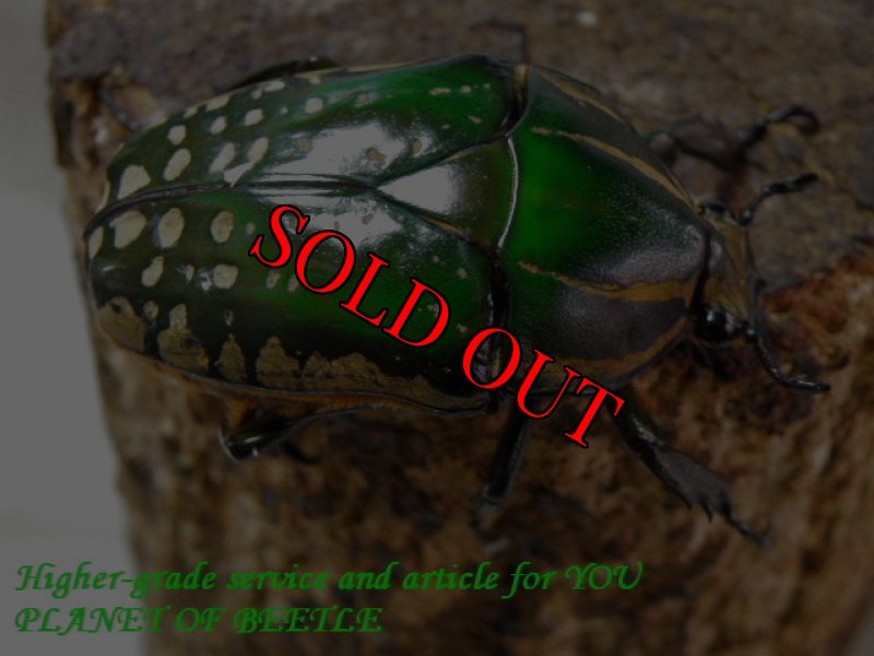 お届けする♀実物です。