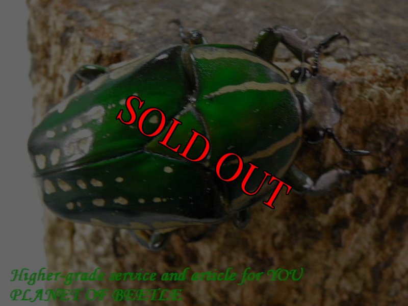 お届けする♀実物です。