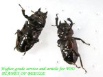 ノーマル♀との比較画像