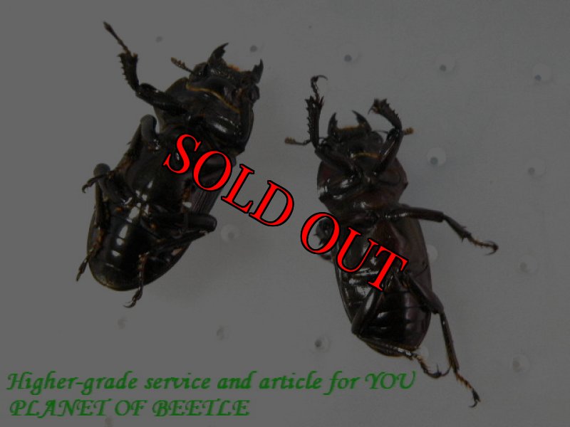 ノーマル♀との比較画像