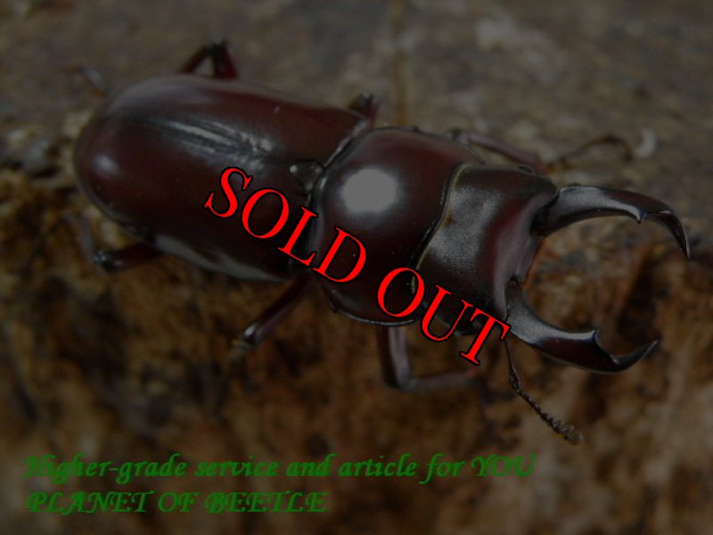 お届けする♂実物です。