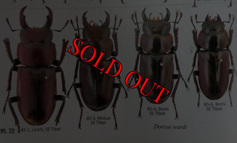 出典：stag beetles of chinaII