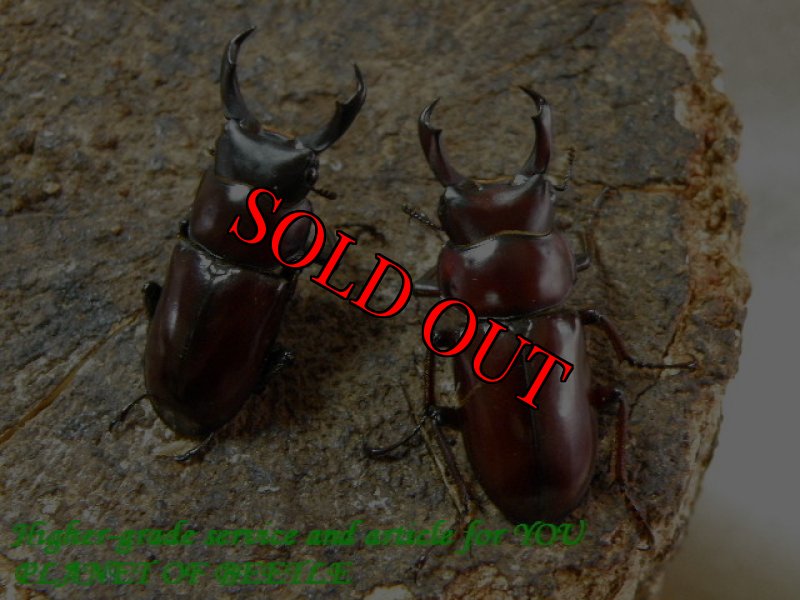 ノーマル♂との比較画像