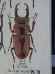 出典：stag beetles of chinaII