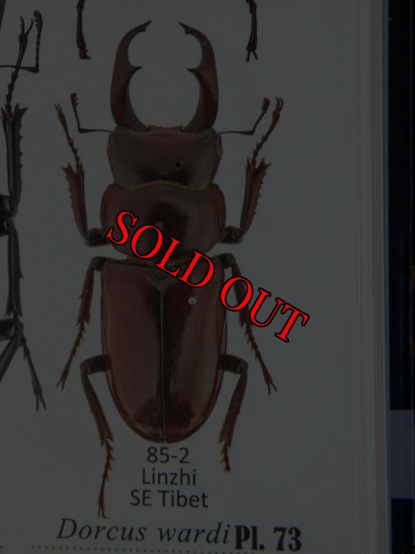 出典：stag beetles of chinaII
