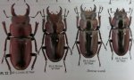 出典：stag beetles of chinaII