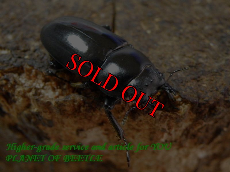 お届けする♀実物です。