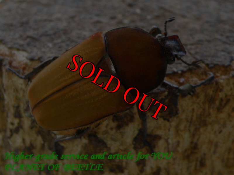 お届けする♀実物です。