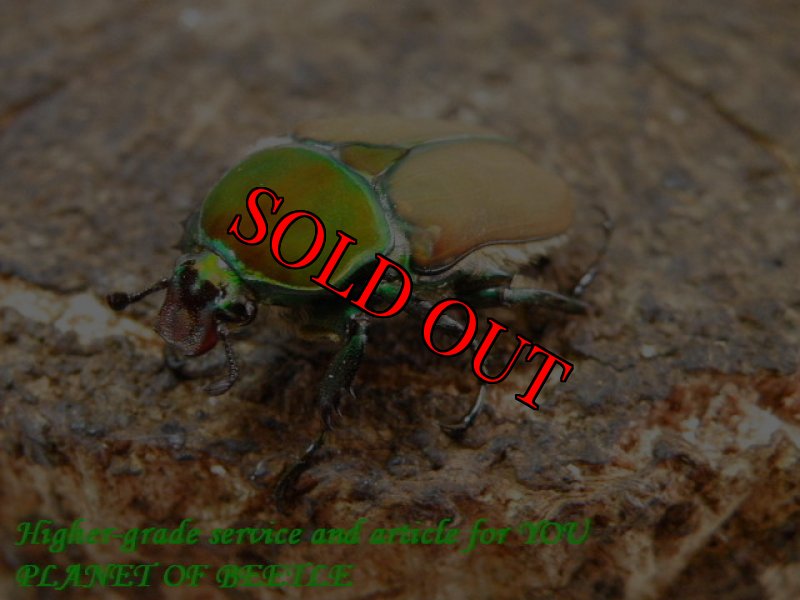 お届けする♀実物です。