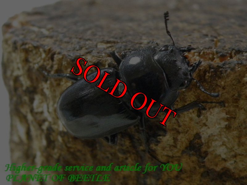 お届けする♀実物です。