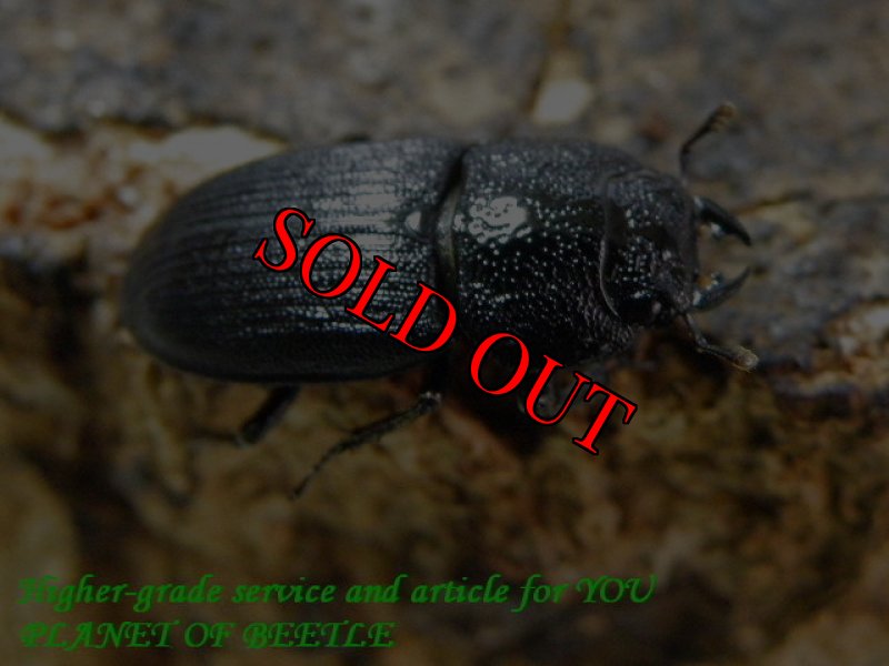 お届けする♀実物です。