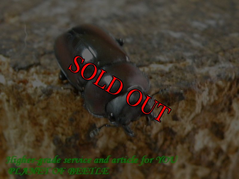 お届けする参考♀画像です。