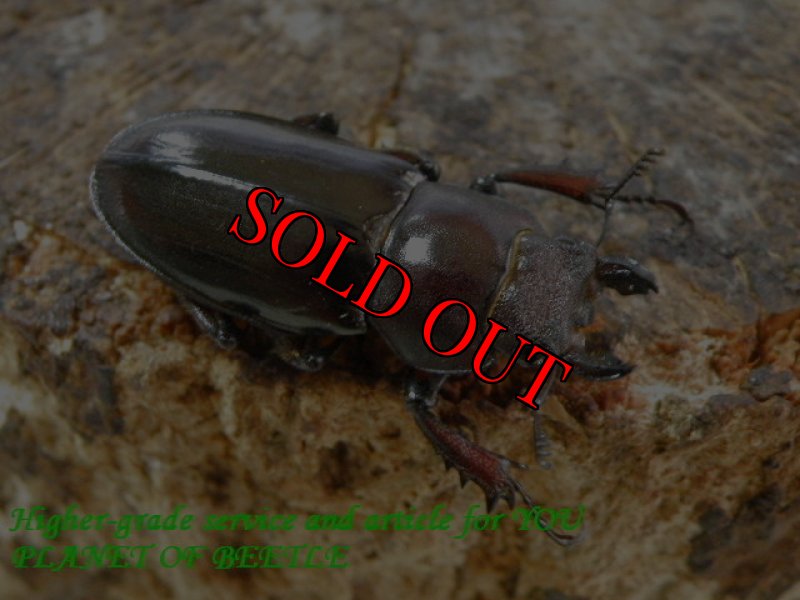 画像2: 6/8台湾ヒメミヤマ♂44mm＋♀完品ペア (2)