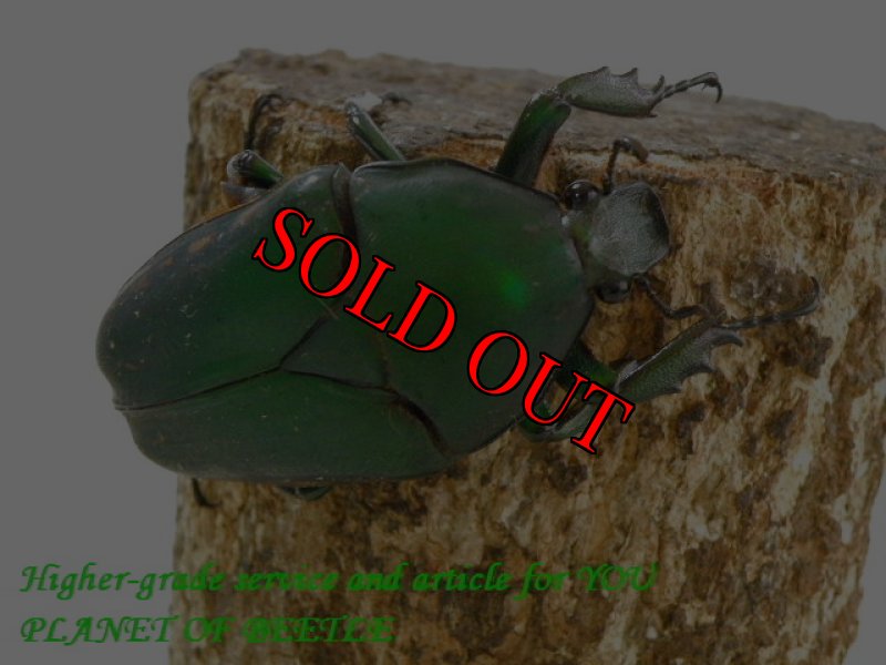 お届けする♀実物です。