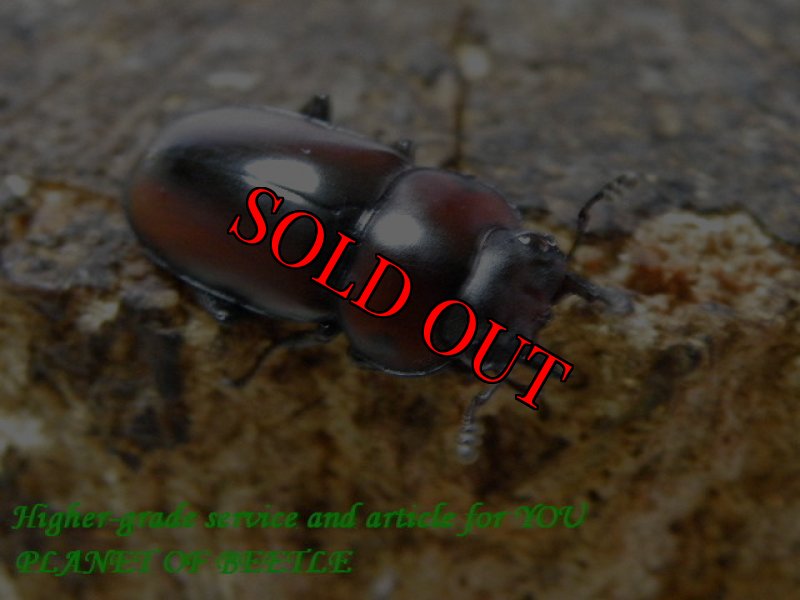 お届けする♀実物です。