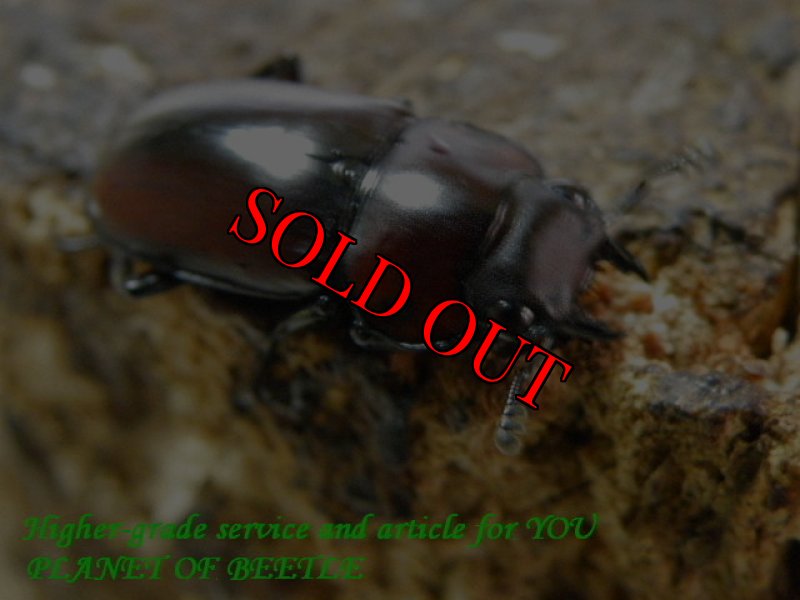 お届けする♀実物です。