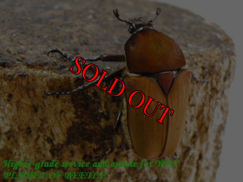 親♀実物です。