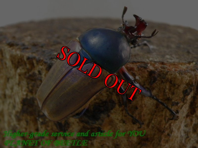 親♂実物です。