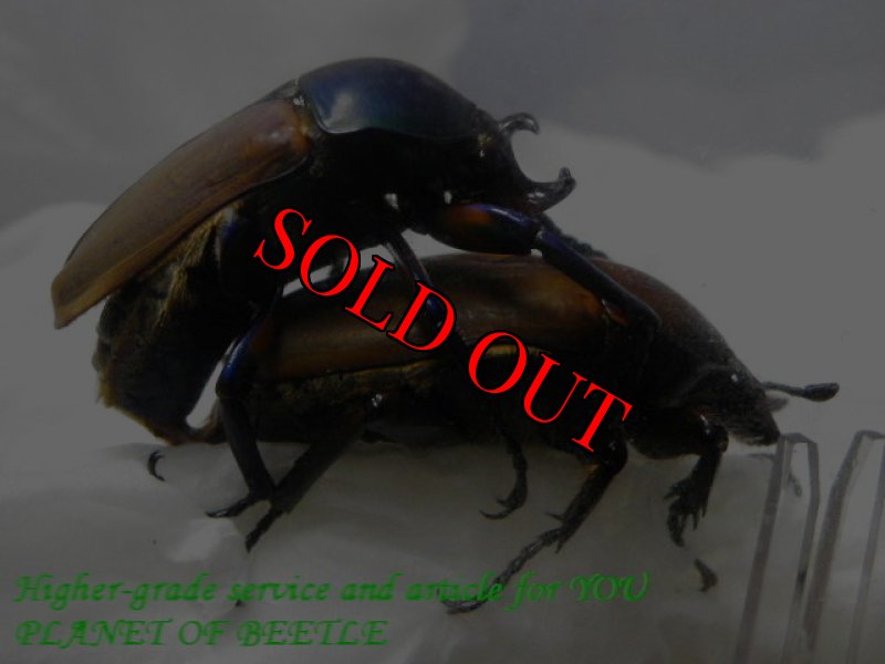 ペアリング風景です。