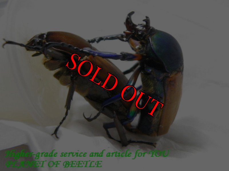 ペアリング風景です。