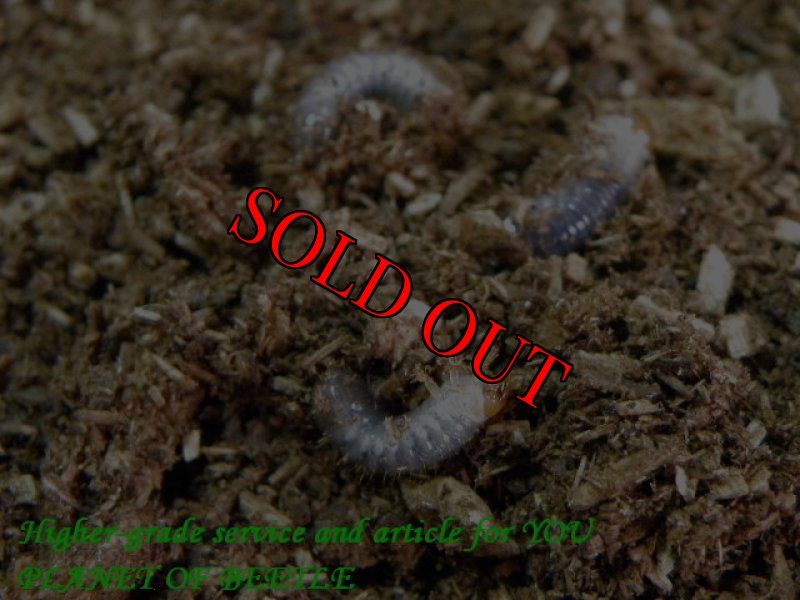 お届けするブルーxブラウンのF1幼虫実物です(7/4)