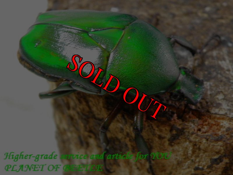 お届けする♀実物です。