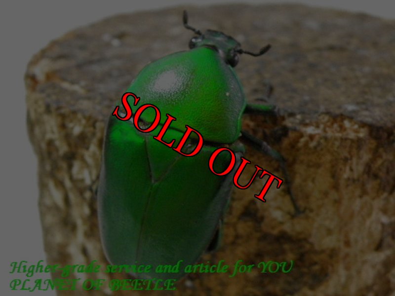 お届けする♀実物です。