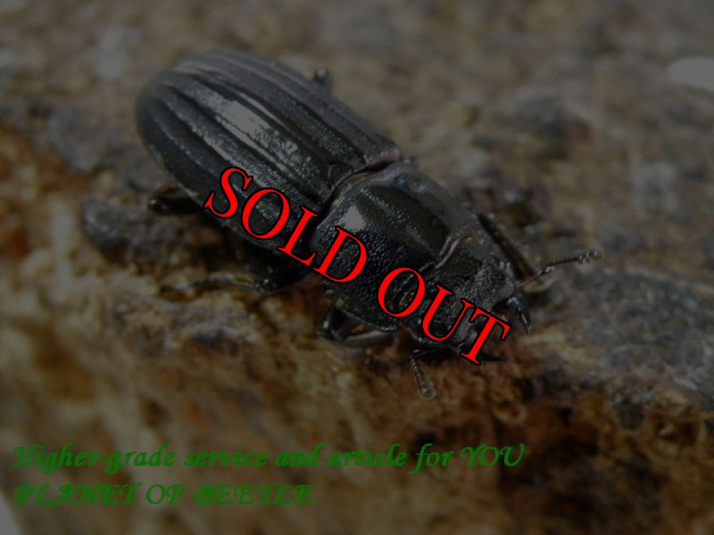 お届けする参考♀画像です。